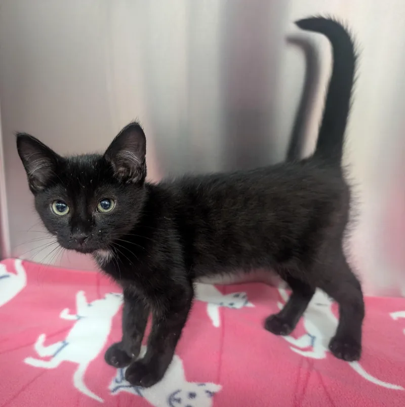 A young small-sized male Black & White / Tuxedo Domestic Short Hair cat named Oakley for adoption in New Ulm, MN