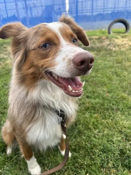 Cooper