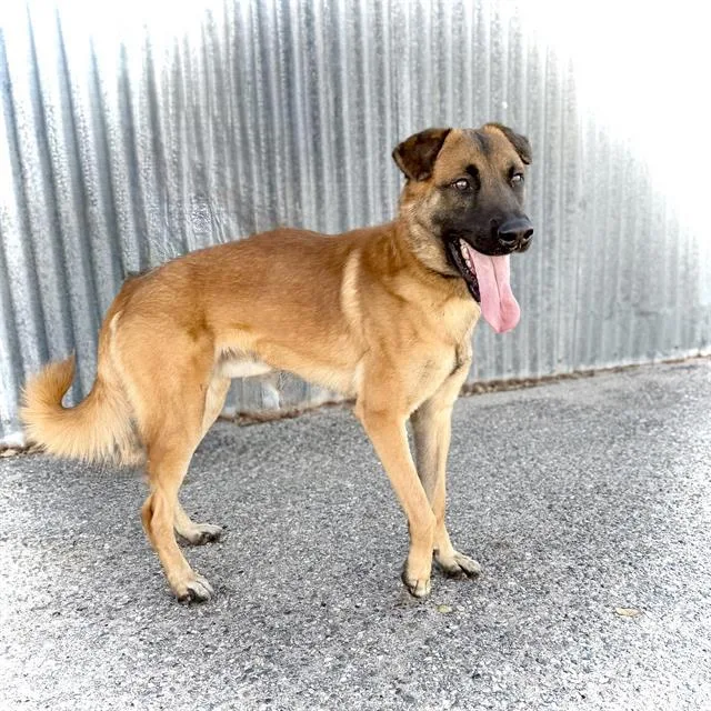 A young medium-sized male Belgian Shepherd / Malinois dog named Sammy for adoption in Albuquerque, NM