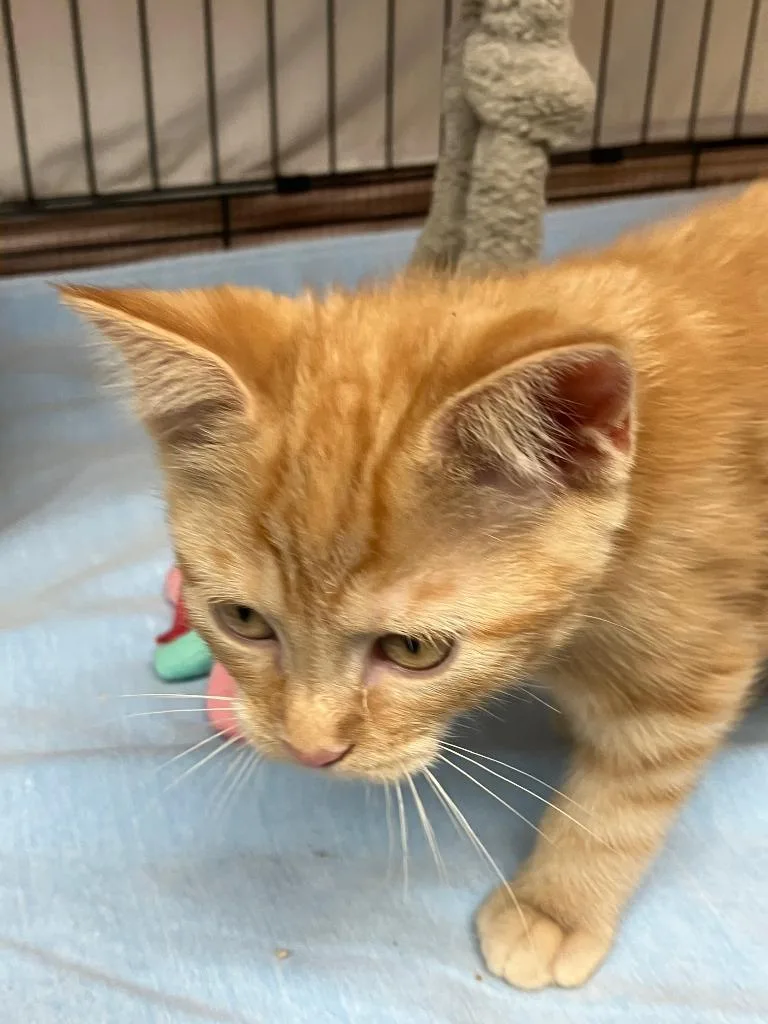 A baby small-sized female Domestic Short Hair cat named Cholula for adoption in Lunenburg, MA