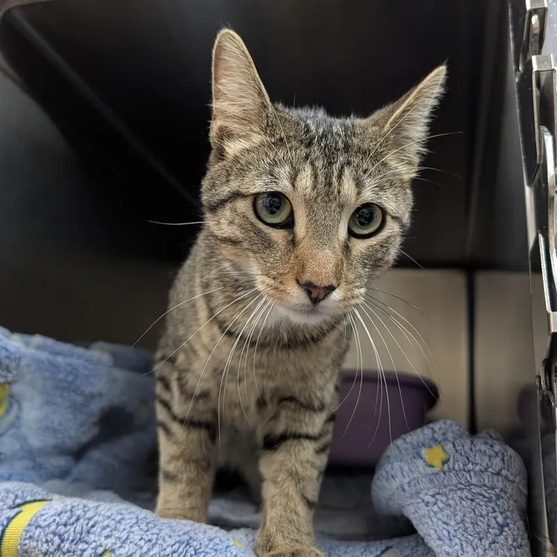 A young medium-sized male Black Domestic Short Hair cat named Zig Zag for adoption in Ardmore, OK