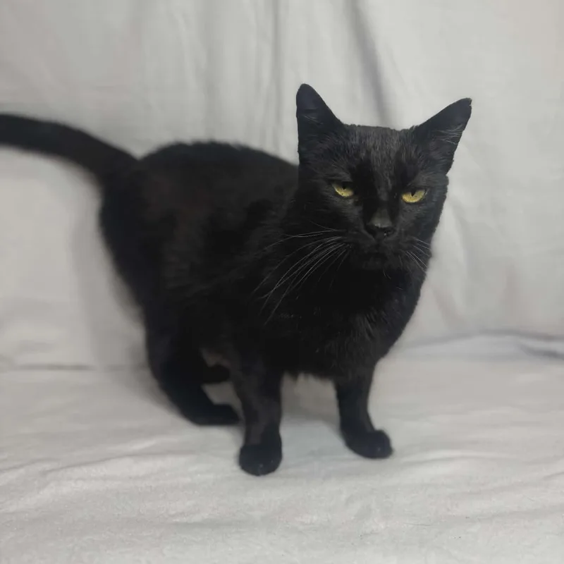 An adult medium-sized male Domestic Short Hair cat named Binx for adoption in Chuckey, TN