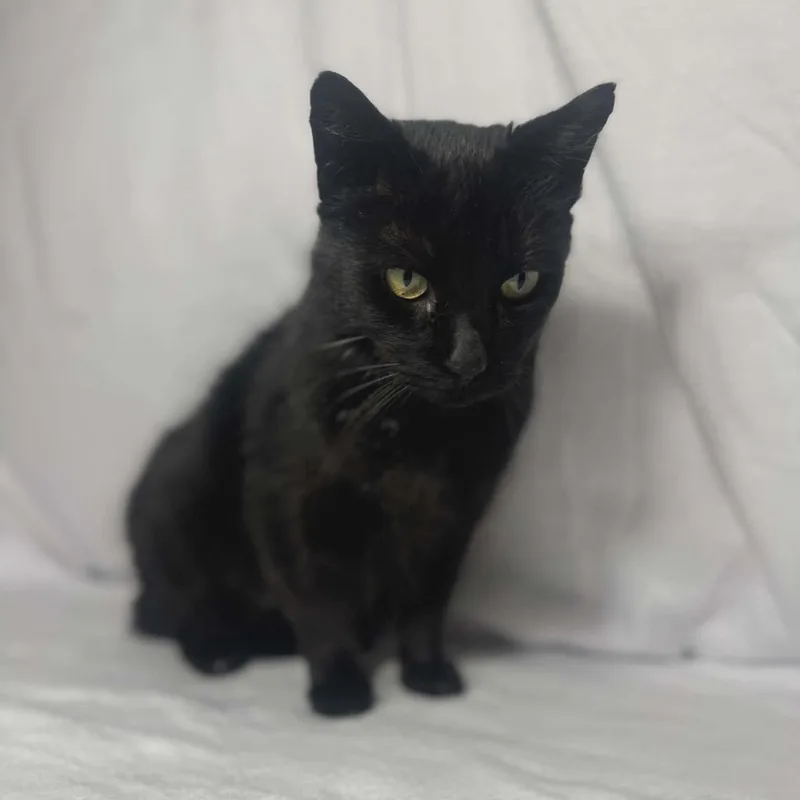 Binx thumbnail 2