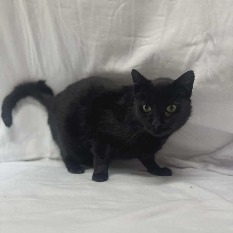 Binx thumbnail 3