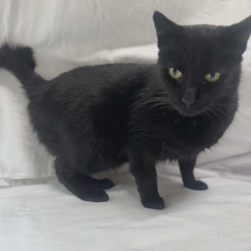 Binx thumbnail 4