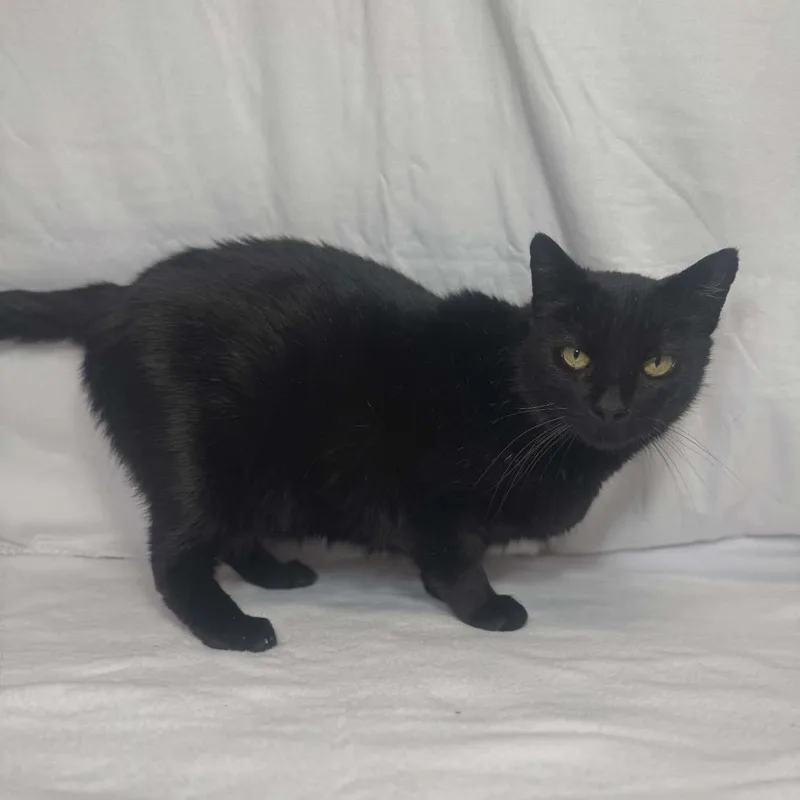 Binx thumbnail 5