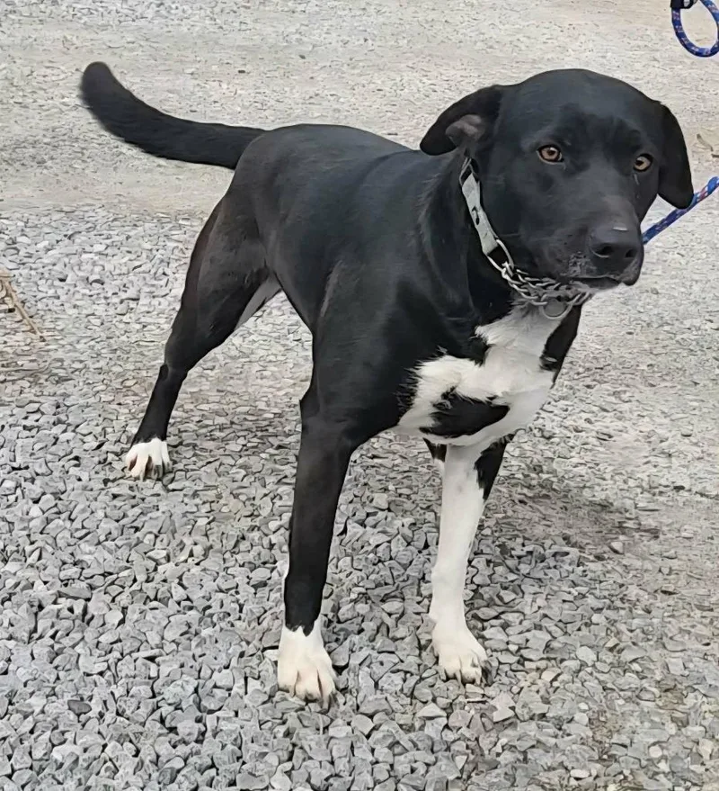 An adult small-sized female Labrador Retriever dog named Lily Lab for adoption in Olney, IL