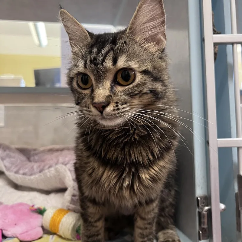 A young medium-sized female Brown / Chocolate Domestic Medium Hair cat named Mary for adoption in Glenwood Springs, CO