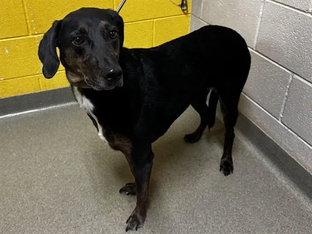 An adult medium-sized male Plott Hound dog named Arlo for adoption in Colorado Springs, CO