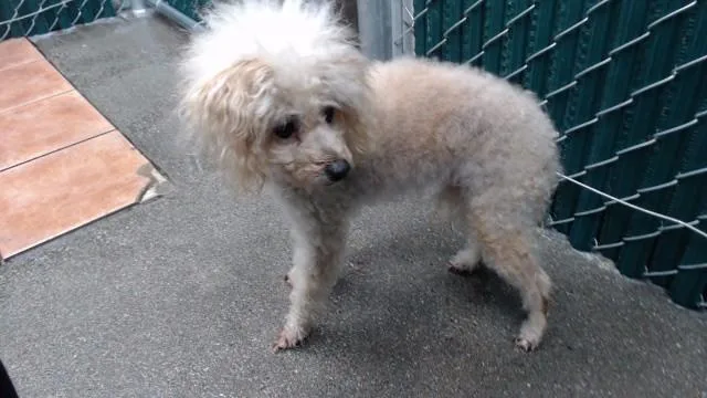 A senior medium-sized female Poodle dog named Bella for adoption in Downey, CA