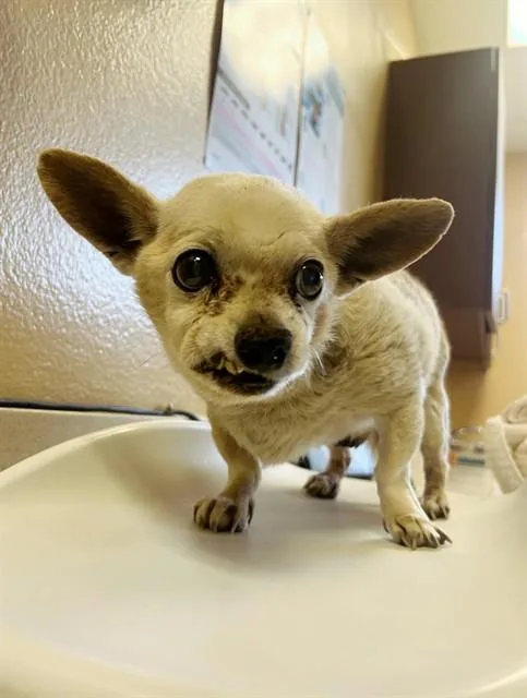 A senior small-sized male Chihuahua dog named Andy for adoption in Riverside, CA