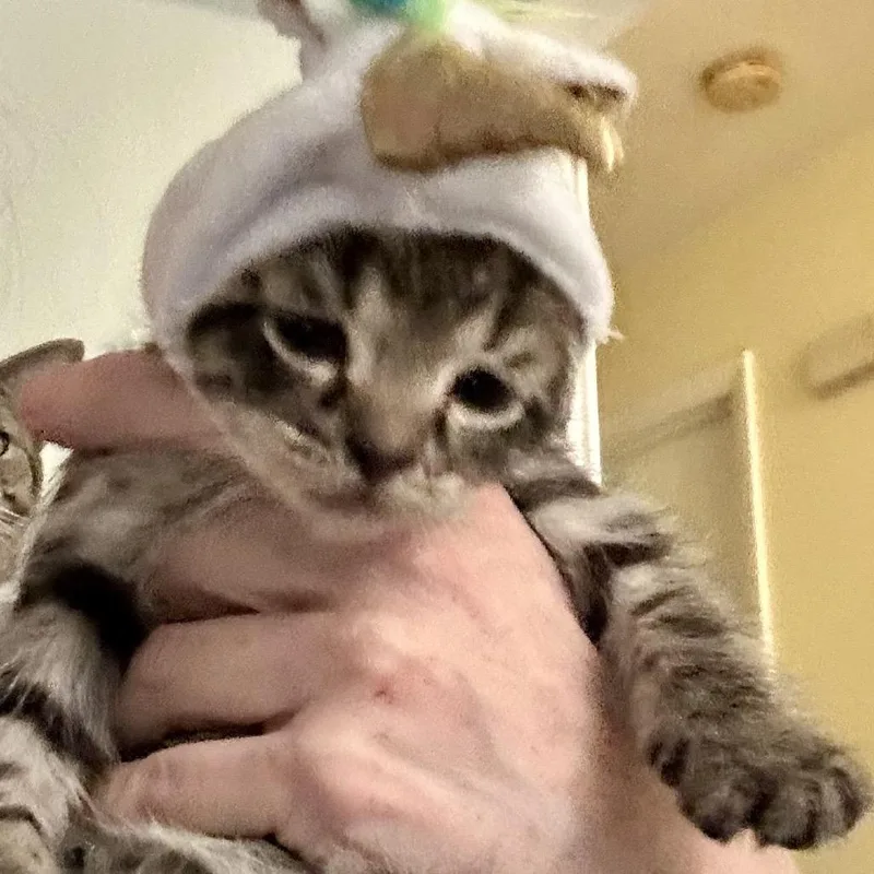 A baby small-sized male Domestic Short Hair cat named Kellen Katherine for adoption in Woodbridge, VA