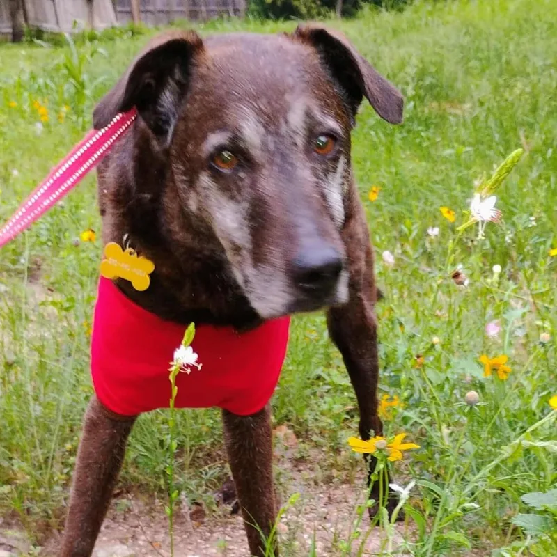 Blackey Vi thumbnail 2