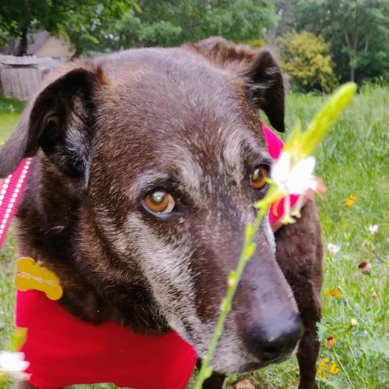 Blackey Vi thumbnail 4