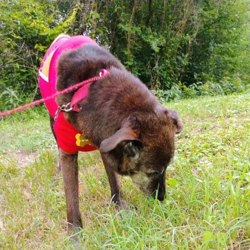 Blackey Vi thumbnail 5