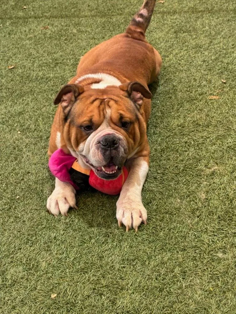 An adult large-sized male English Bulldog dog named Bubba for adoption in Seguin, TX