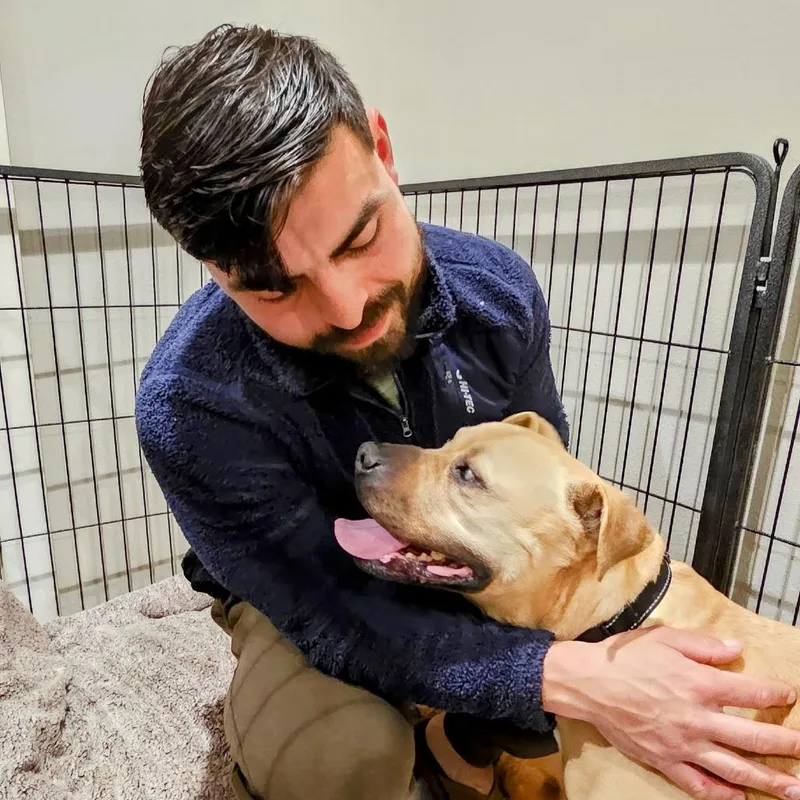 A senior large-sized male American Staffordshire Terrier dog named Rubble for adoption in Chico, CA