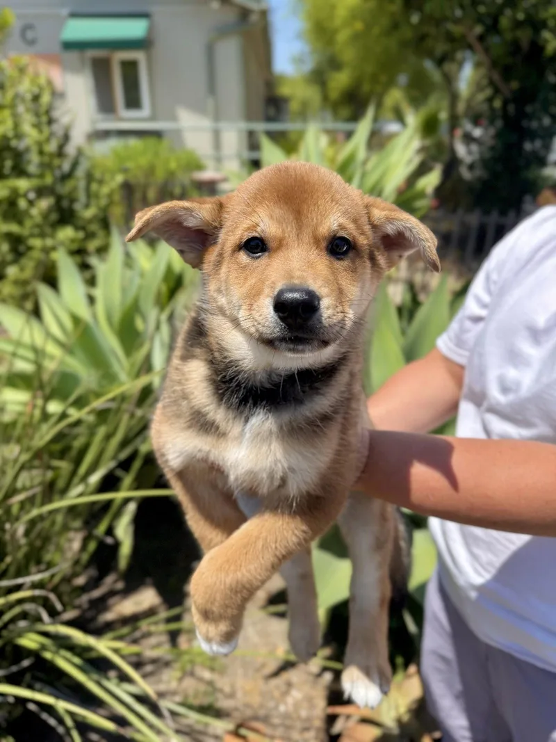A baby medium-sized female Mixed Breed dog named Caramel for adoption in Seal Beach, CA