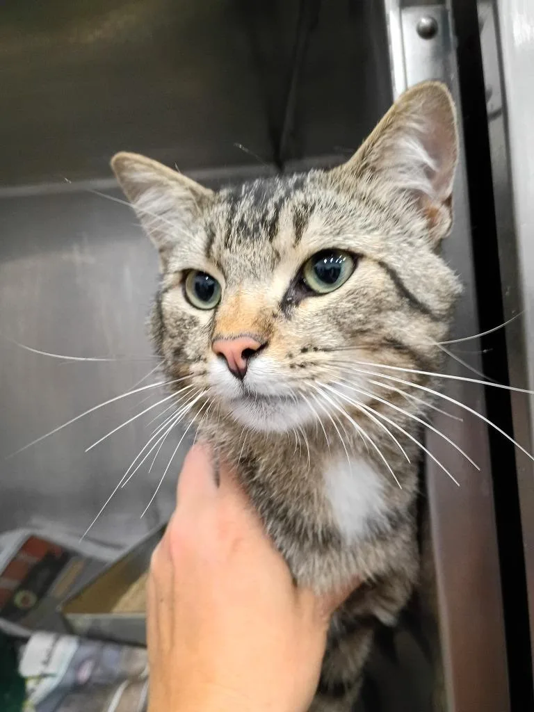 A young small-sized male Domestic Short Hair cat named Wes for adoption in Angola, IN