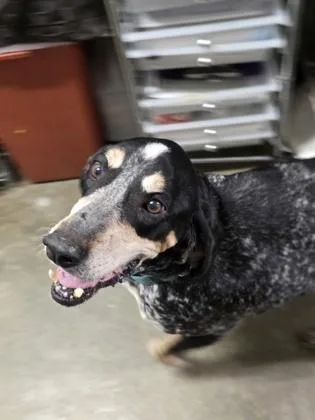 A senior medium-sized female Bluetick Coonhound dog named Charade for adoption in Marshall, NC