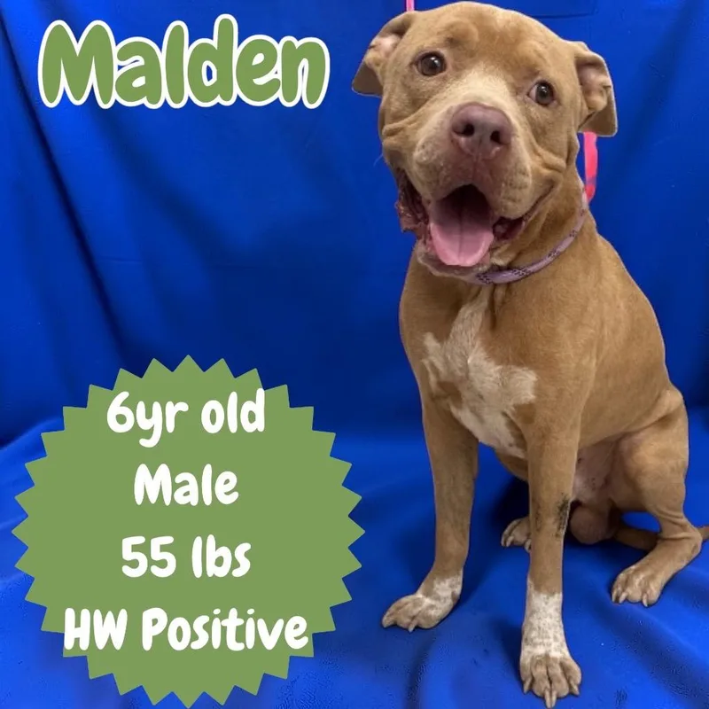 An adult medium-sized male Pit Bull Terrier dog named Malden for adoption in Sorrento, LA