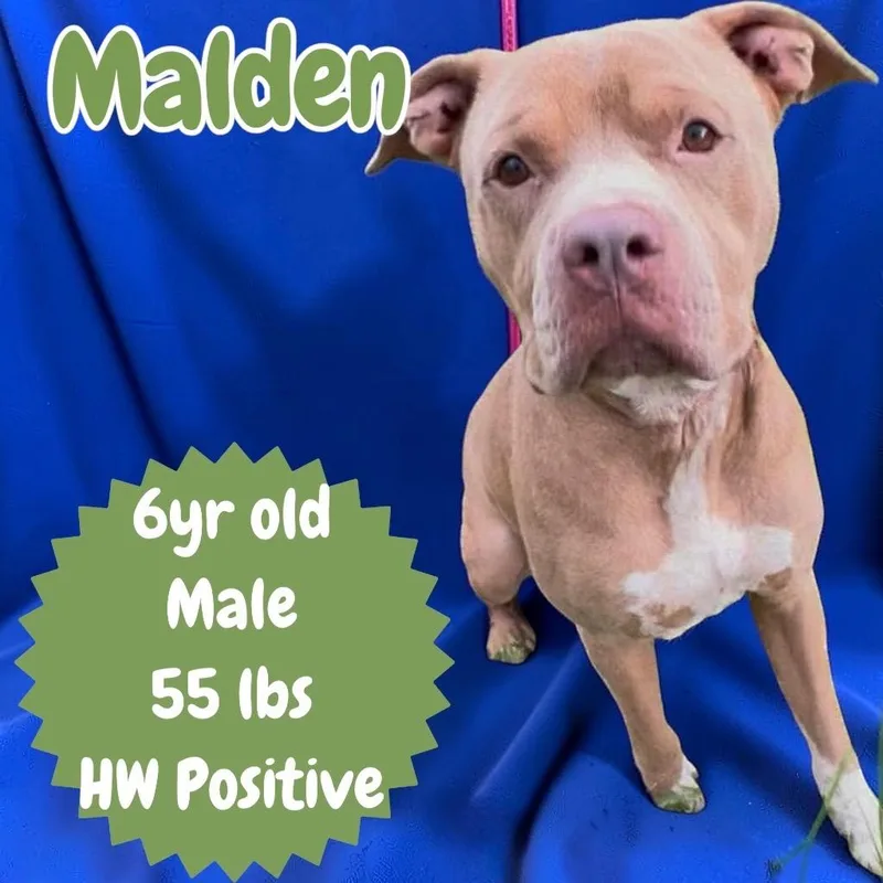 Malden thumbnail 2