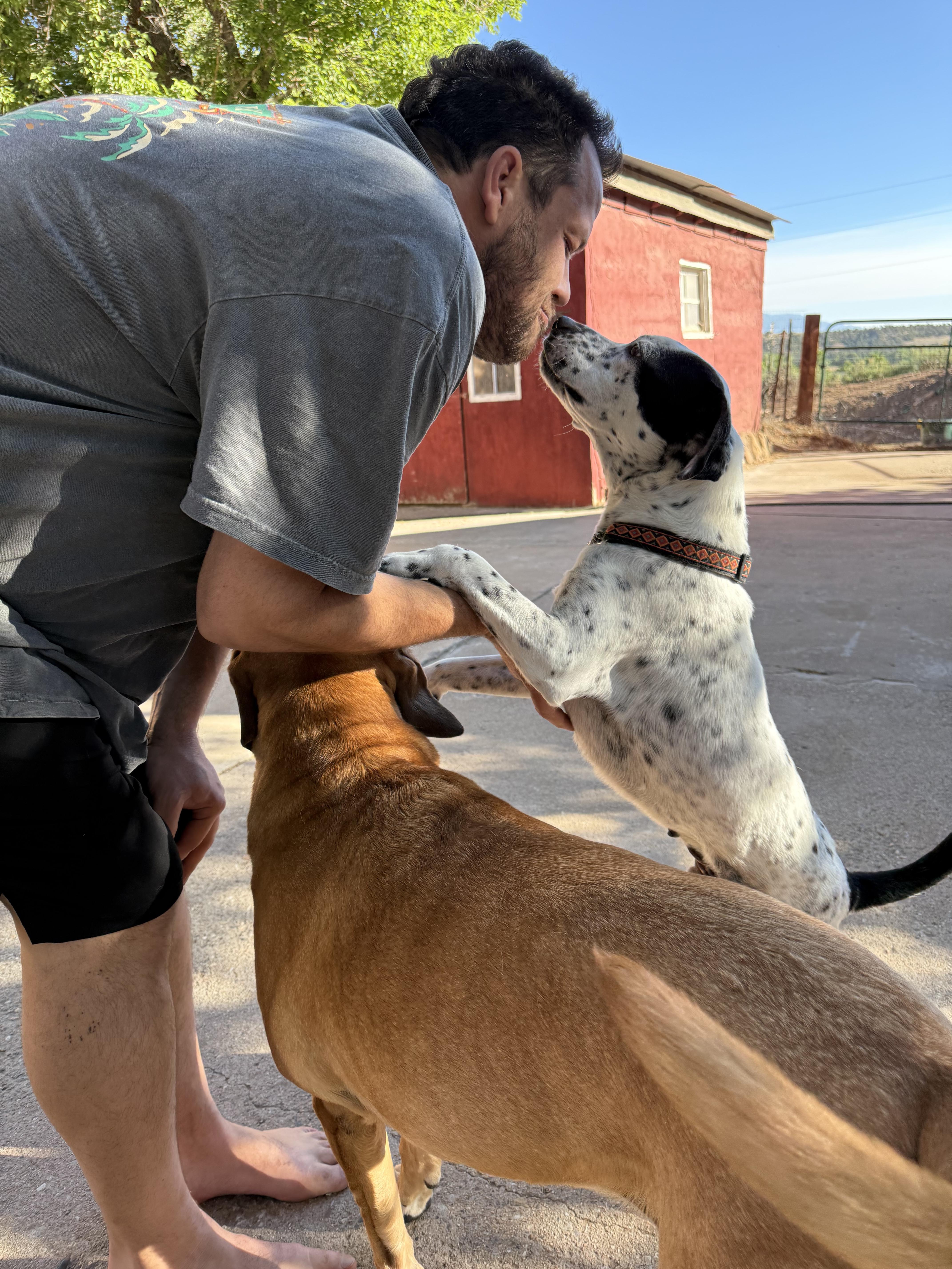 An adult medium-sized male Harlequin Pointer dog named Blizzard for adoption in Colorado Springs, CO