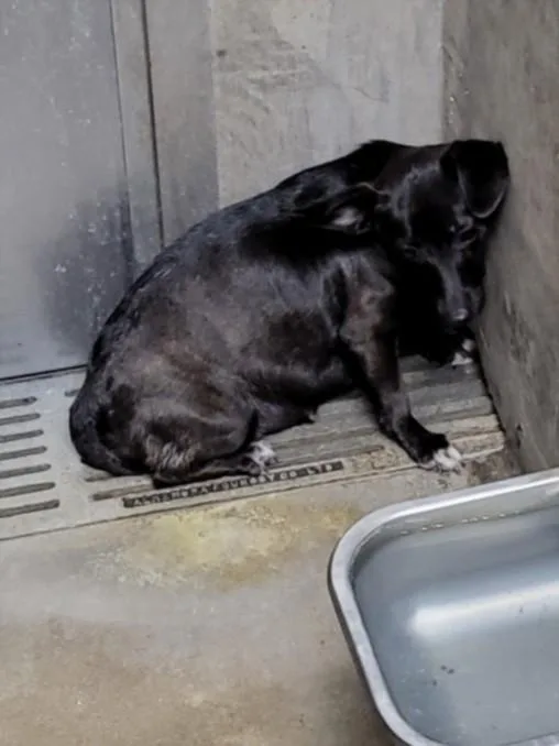A young small-sized female Dachshund dog named Mica for adoption in Van Nuys, CA