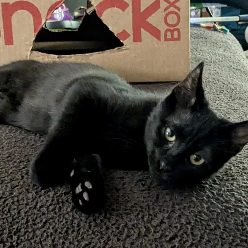 A baby small-sized male Black Domestic Short Hair cat named James for adoption in Richmond, VA