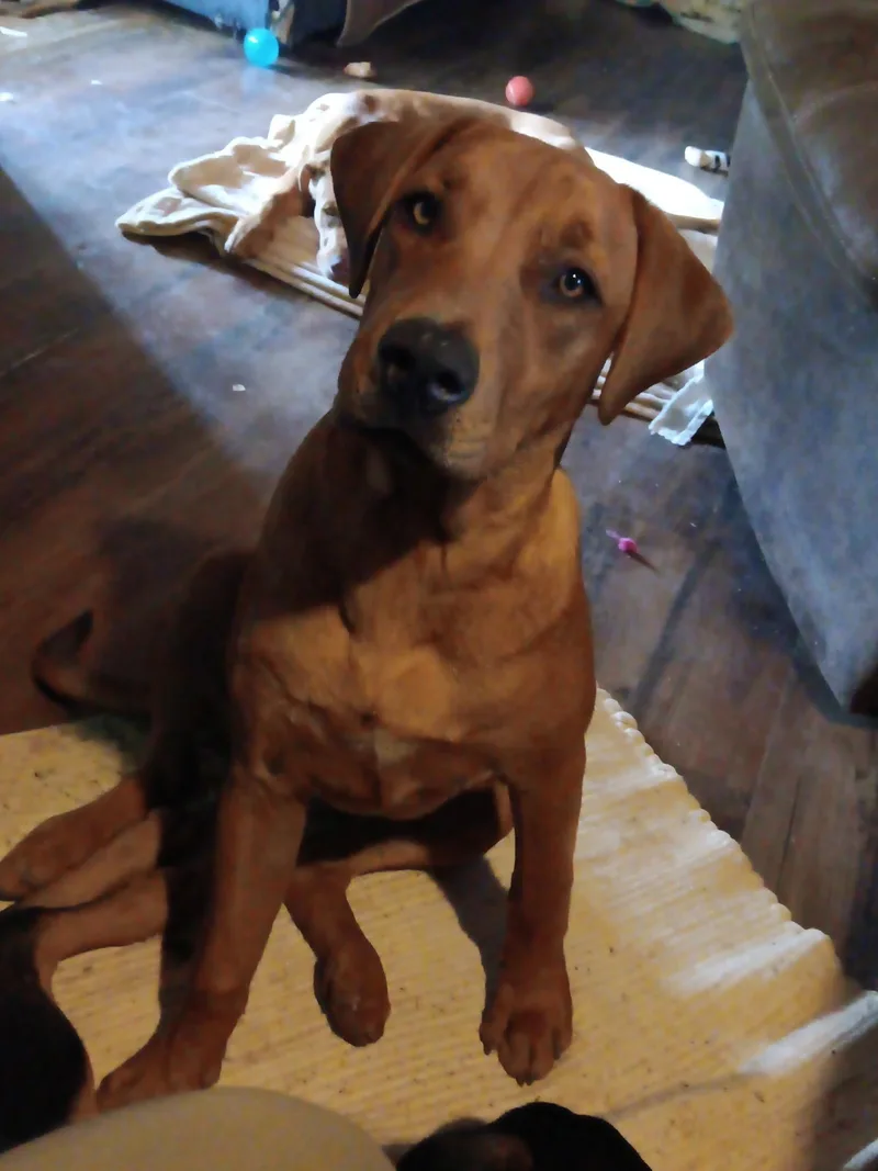 A young medium-sized male Labrador Retriever dog named Jeremiah for adoption in Somerset, KY
