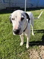 A young medium-sized female Dalmatian dog named Pearl for adoption in Millersburg, OH