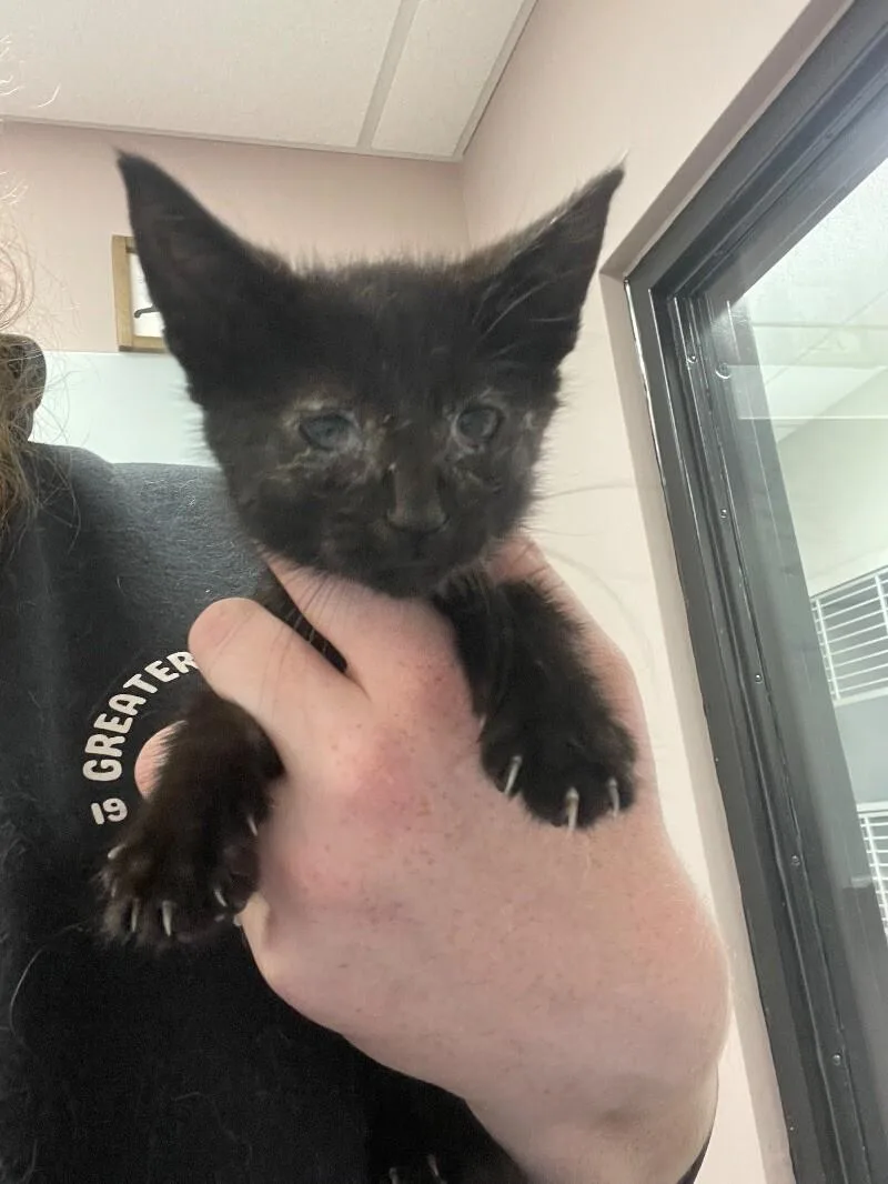 An adult small-sized female Black Domestic Short Hair cat named Jellybean for adoption in Osseo, MI