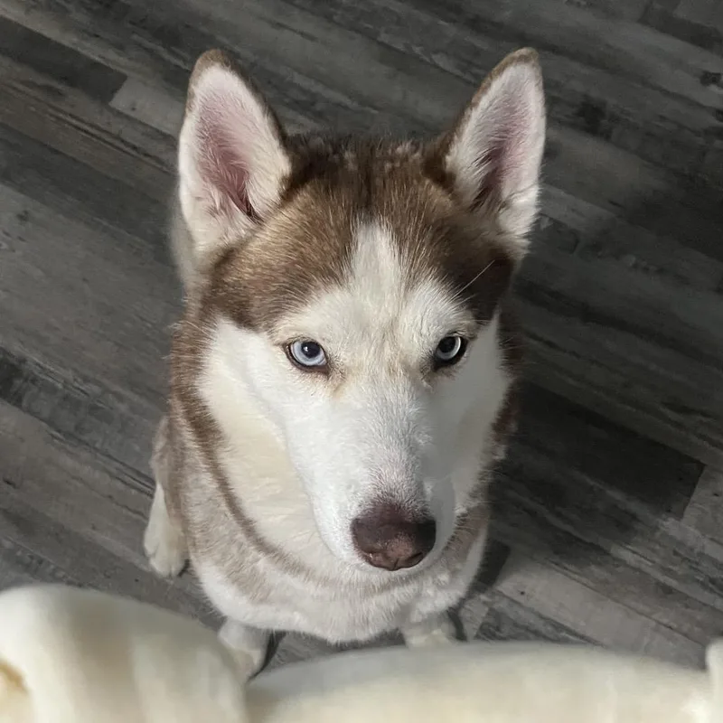 Maverick