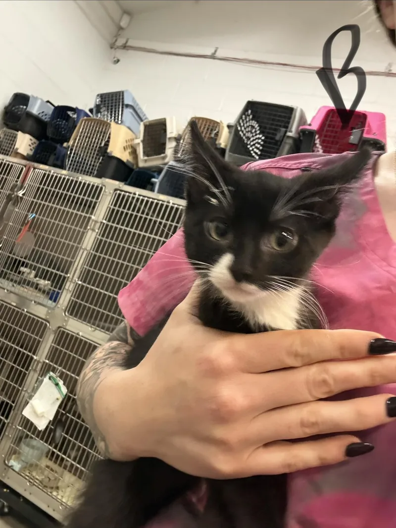 A baby small-sized male Black & White / Tuxedo Domestic Medium Hair cat named Swiss Roll for adoption in Saint Charles, MO