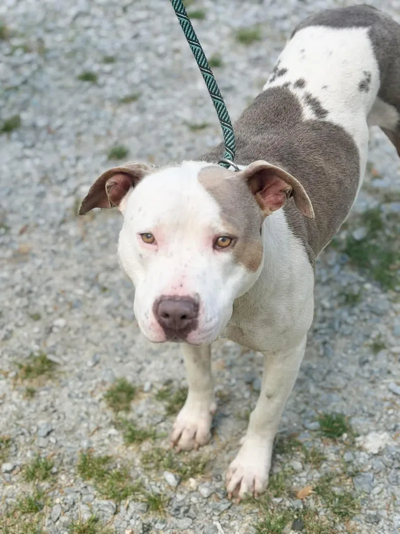 An adult medium-sized female American Staffordshire Terrier dog named Molly for adoption in Elizabethtown, NC