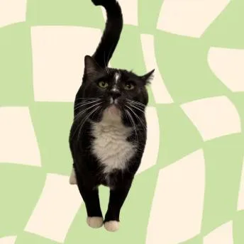 An adult large-sized male Domestic Short Hair cat named Peanut for adoption in West Olive, MI