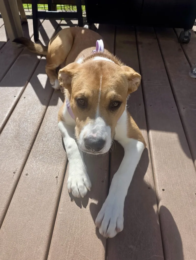 A young large-sized female Golden Pit Bull Terrier dog named Sandy for adoption in Pompton Plains, NJ