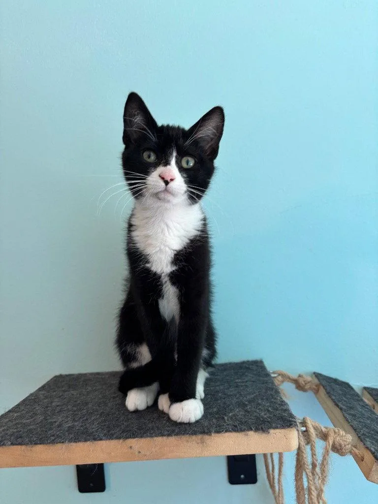 A young medium-sized female Tuxedo cat named Cookie for adoption in Garner, NC