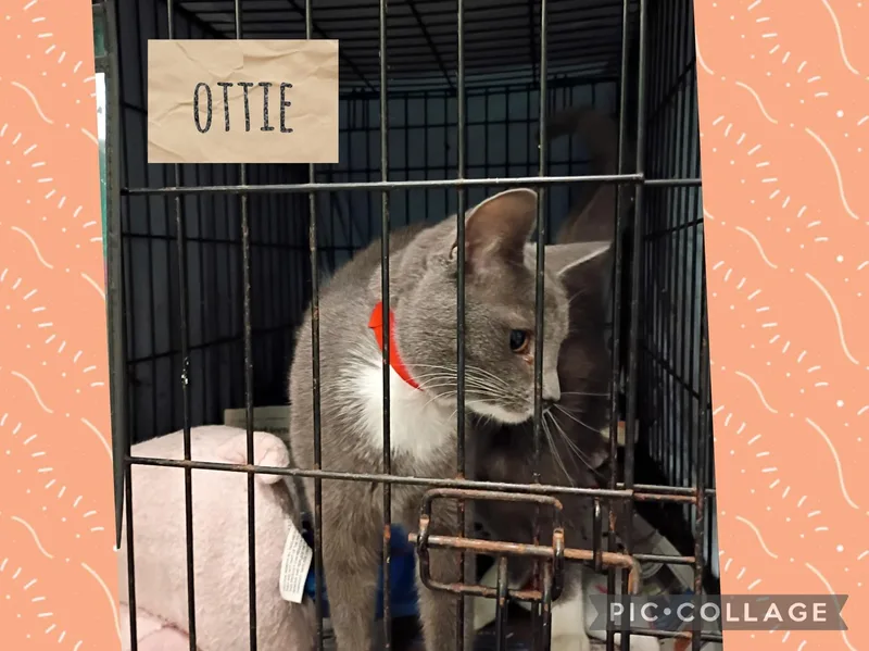 A young small-sized female Domestic Short Hair cat named Ottie for adoption in Muncie, IN