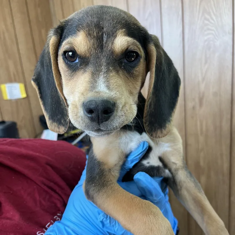 A baby small-sized male Black Mixed Breed dog named Zaxby for adoption in Columbiana, AL