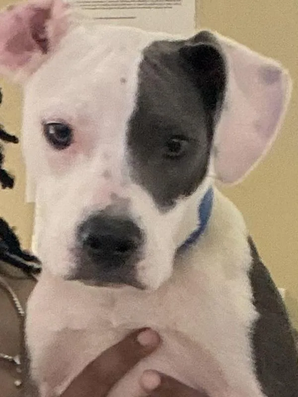 Zola