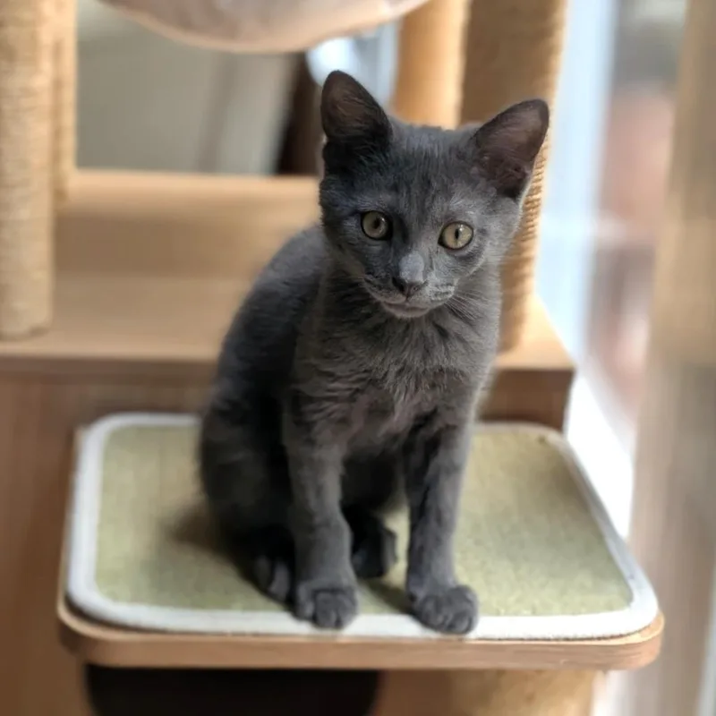 A baby medium-sized male Domestic Short Hair cat named Macaroon for adoption in Youngsville, NC