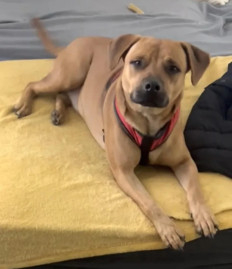 An adult medium-sized male Brown / Chocolate Terrier dog named Bruno for adoption in CORPUS CHRISTI, TX