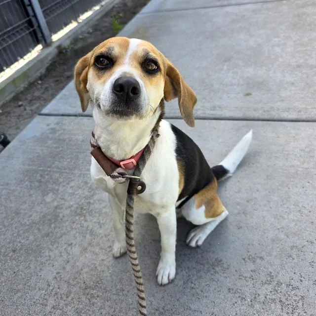 A young medium-sized female Beagle dog named Poppy for adoption in Long Beach, CA