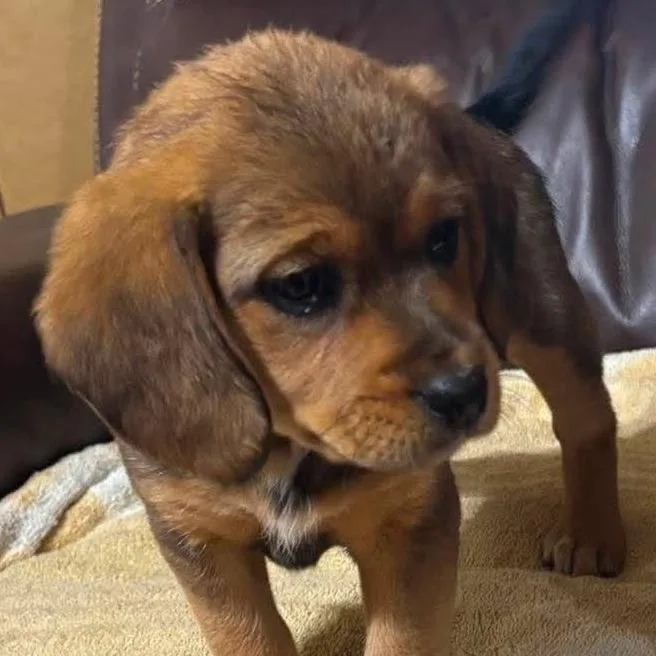 A baby small-sized female Brown / Chocolate Beagle dog named Sally Brown for adoption in Fairfax Station, VA