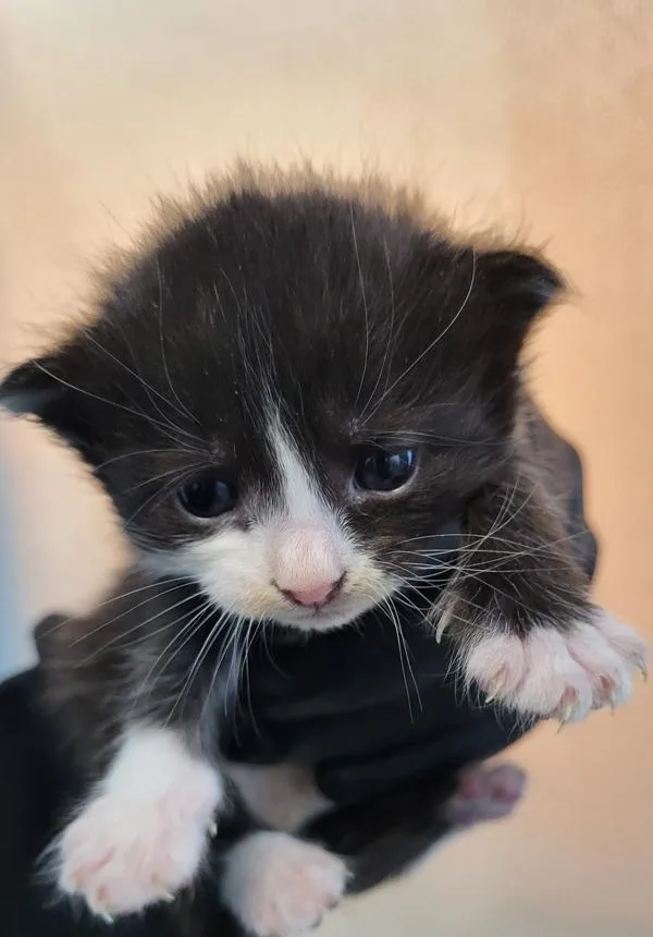 A baby small-sized female Domestic Short Hair cat named Kc for adoption in Lawrenceville, GA