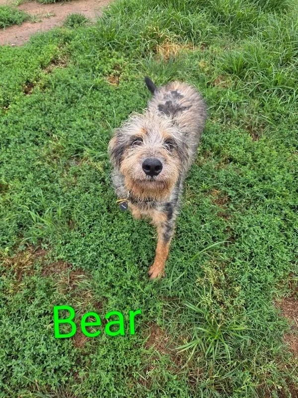 Bear