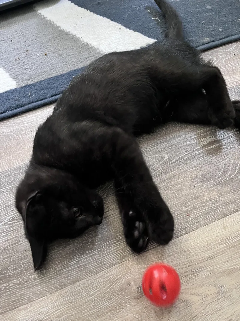 A baby medium-sized male Black Domestic Short Hair cat named Oscar for adoption in Moorestown, NJ