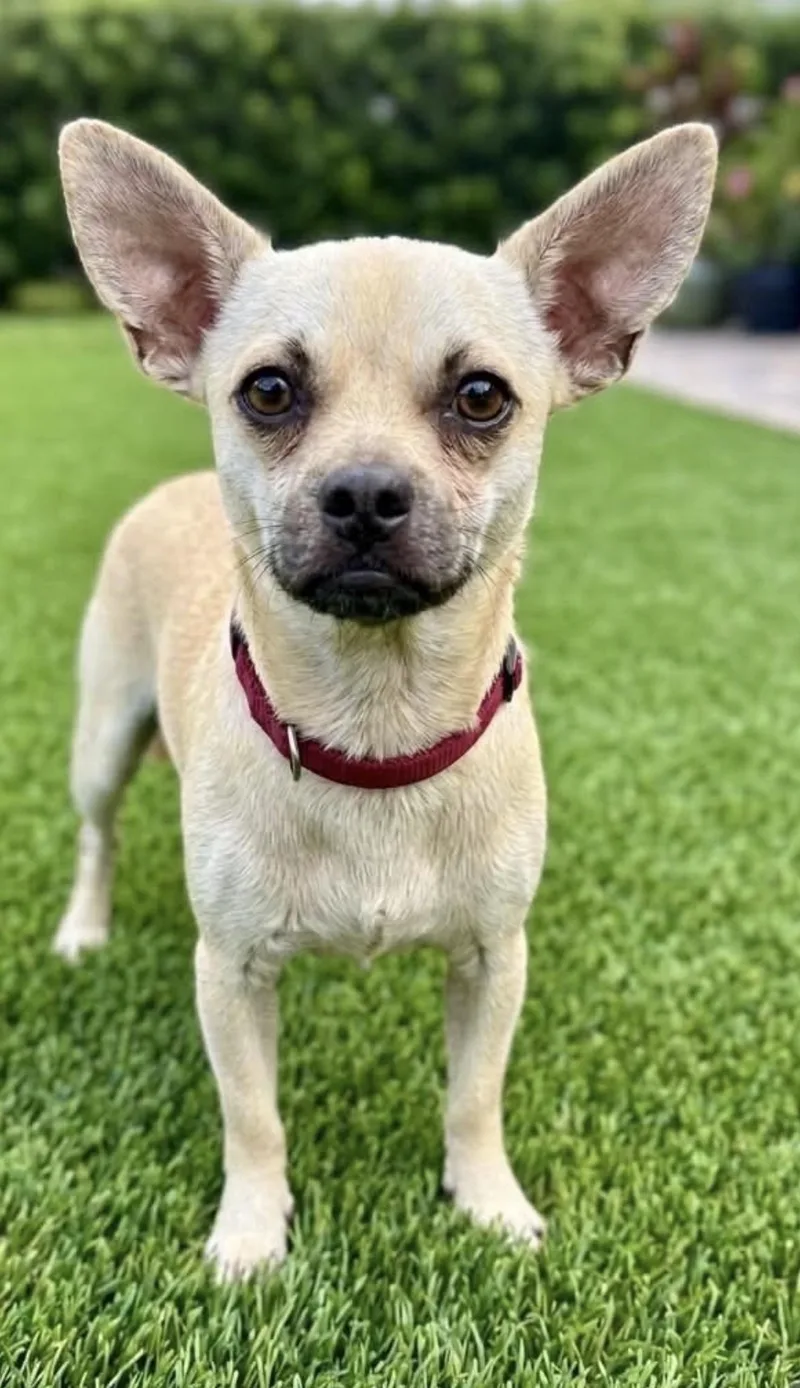 A young small-sized male Pug dog named Chiki Local Aug for adoption in Louise, TX