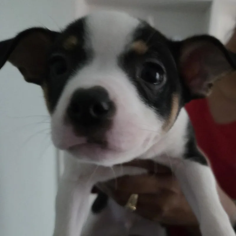 A baby small-sized male Black Mixed Breed dog named Harvard for adoption in Leander, TX